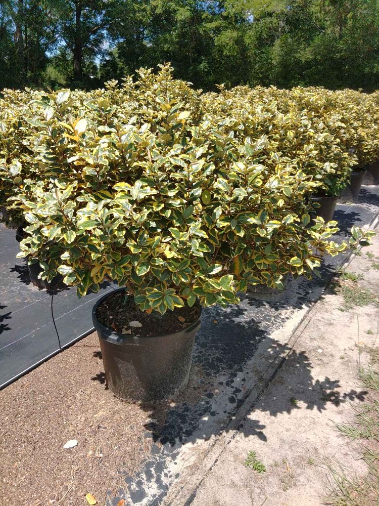elaeagnus-x-ebbengei-viveleg-olive-martini-trade-elaeagnus