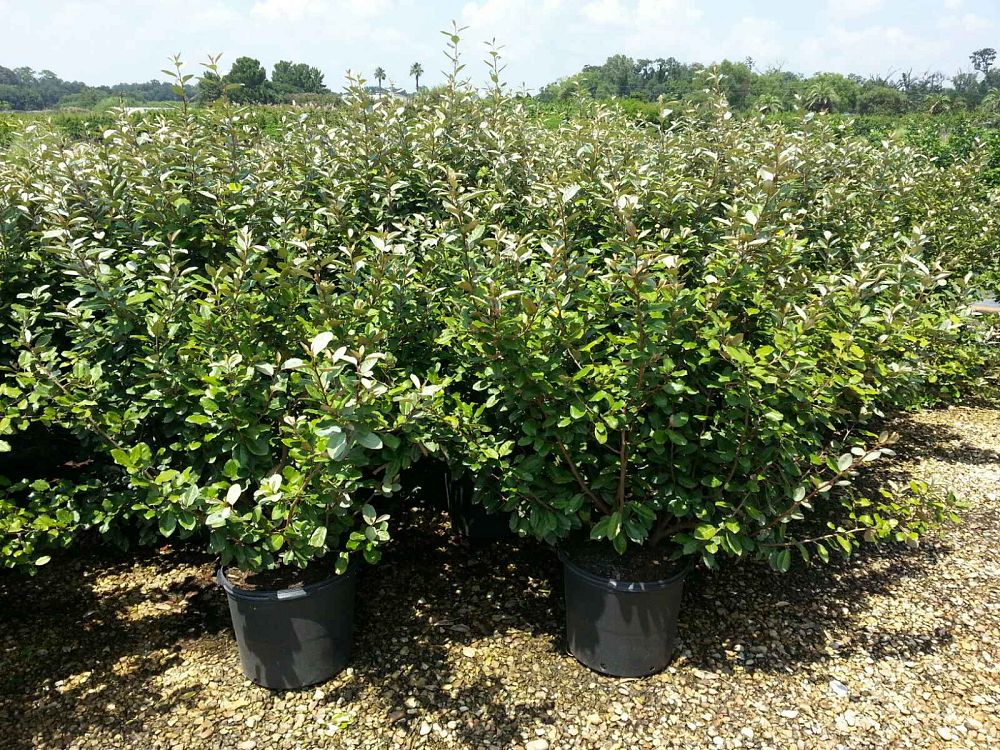 elaeagnus-x-ebbingei-ebbinge-s-silverberry-oleaster
