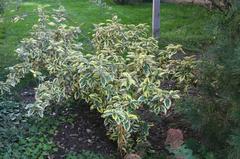 elaeagnus-x-ebbingei-ebbinge-s-silverberry-oleaster