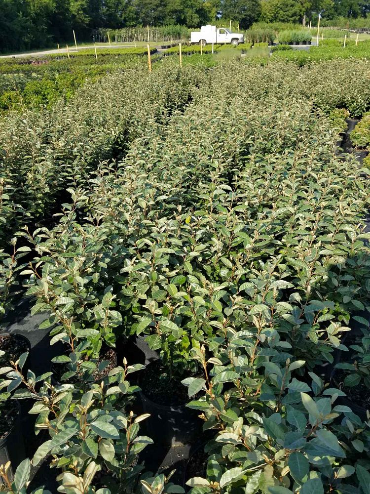 elaeagnus-x-ebbingei-ebbinge-s-silverberry-oleaster