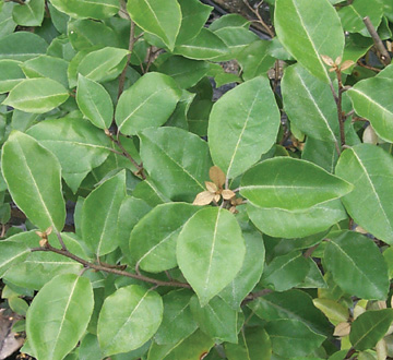 elaeagnus-x-ebbingei-ebbinge-s-silverberry-oleaster
