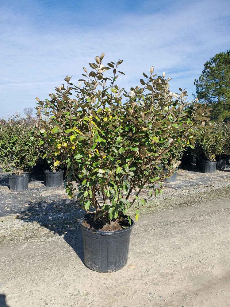 elaeagnus-x-ebbingei-ebbinge-s-silverberry-oleaster