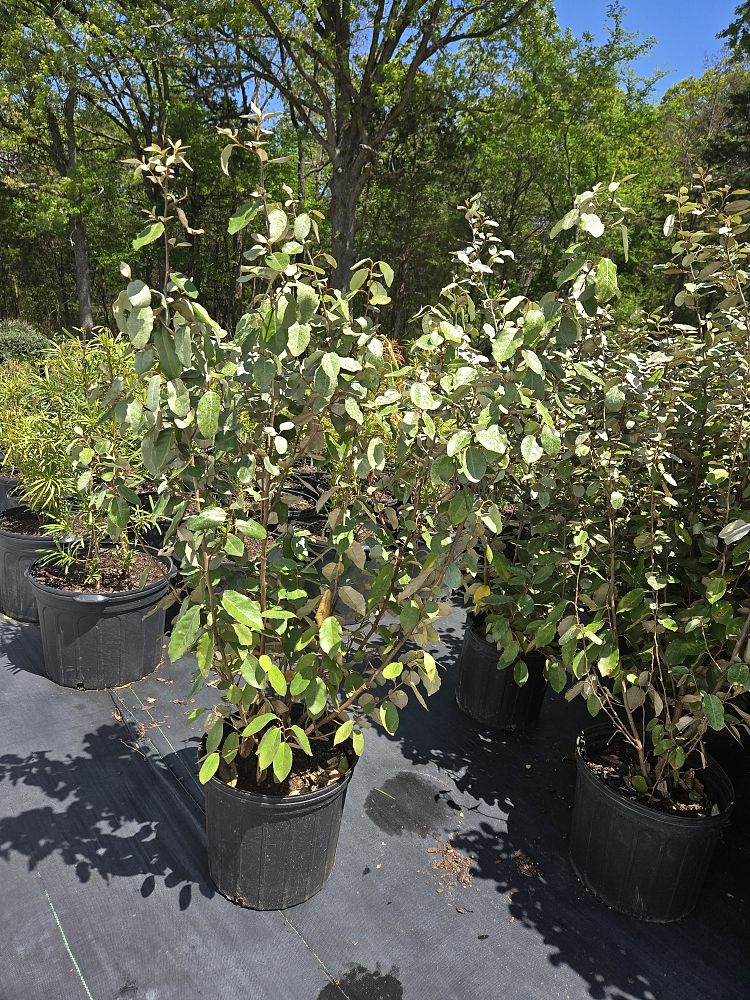 elaeagnus-x-ebbingei-ebbinge-s-silverberry-oleaster