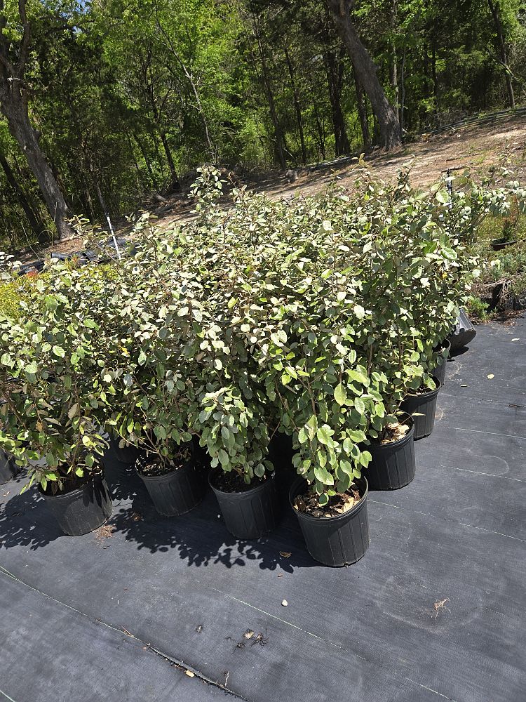 elaeagnus-x-ebbingei-ebbinge-s-silverberry-oleaster