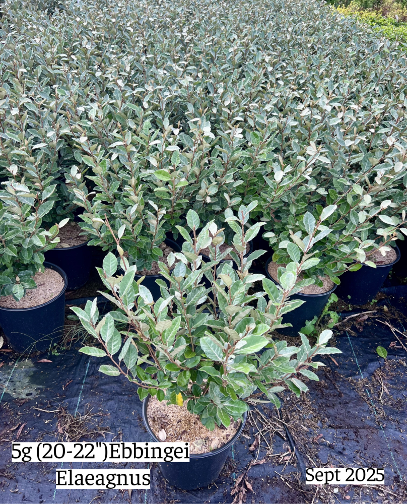 elaeagnus-x-ebbingei-ebbinge-s-silverberry-oleaster