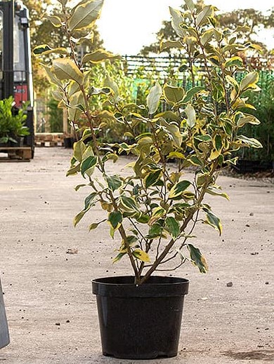 elaeagnus-x-ebbingei-gilt-edge-ebbinge-s-silverberry-oleaster