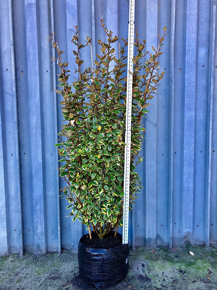 elaeagnus-x-ebbingei-olive-martini-ebbinge-s-silverberry-oleaster