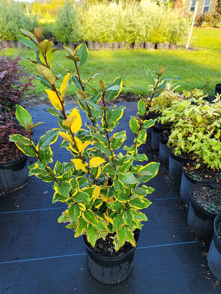 elaeagnus-x-ebbingei-olive-martini-ebbinge-s-silverberry-oleaster