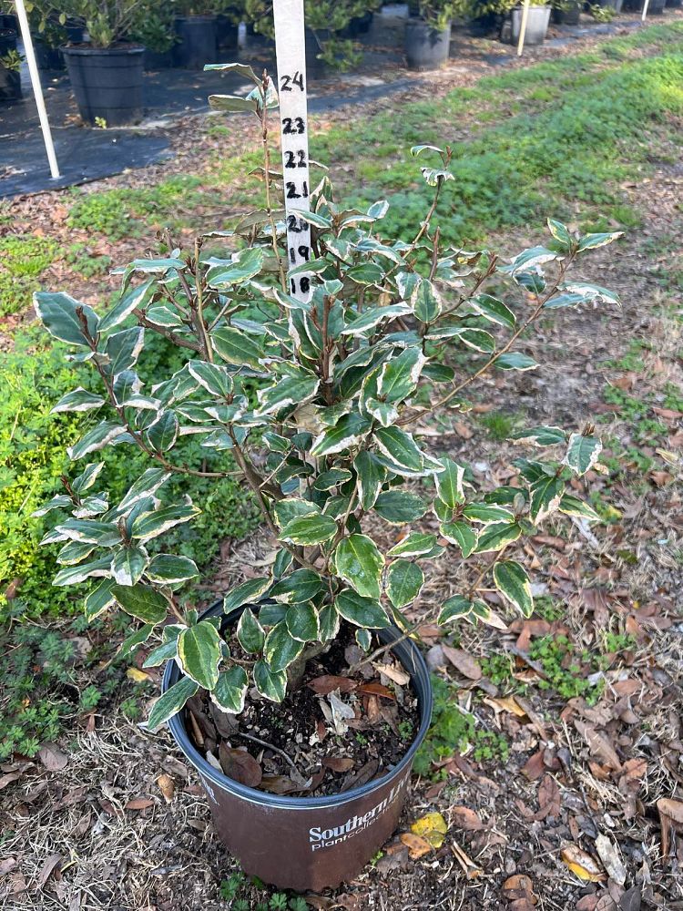 elaeagnus-x-ebbingei-olive-martini-ebbinge-s-silverberry-oleaster