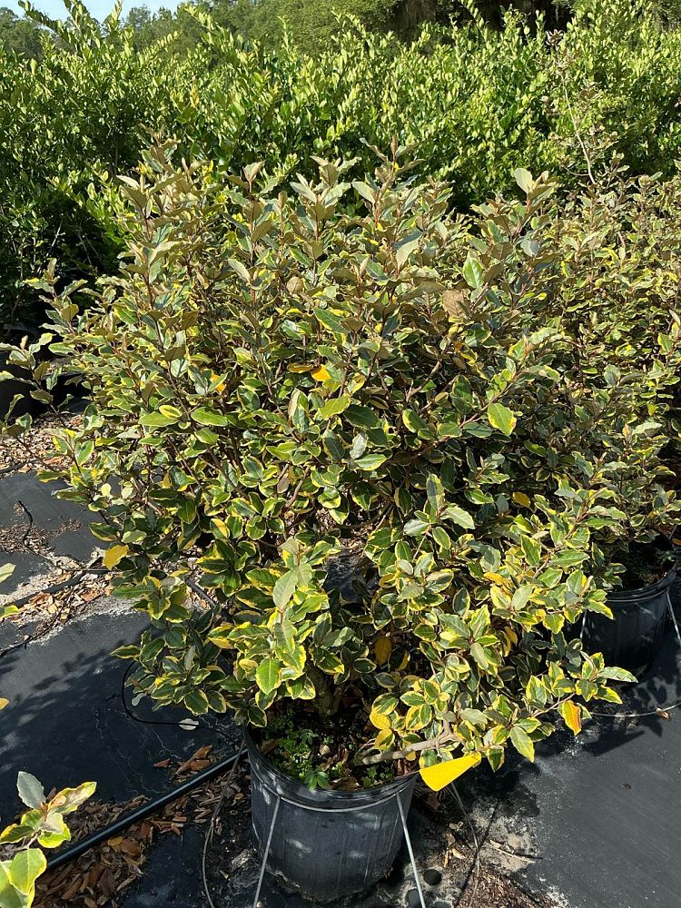 elaeagnus-x-ebbingei-olive-martini-ebbinge-s-silverberry-oleaster