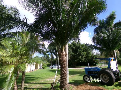 elaeis-guineensis-african-oil-palm