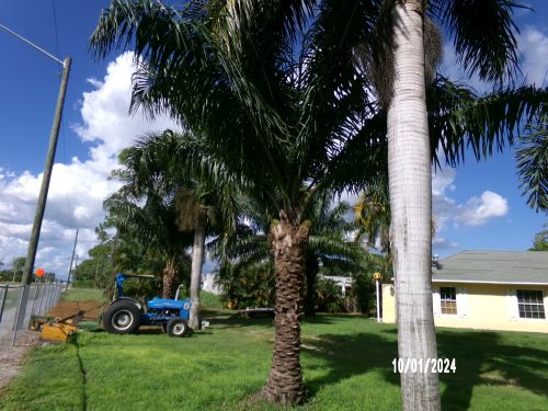 elaeis-guineensis-african-oil-palm