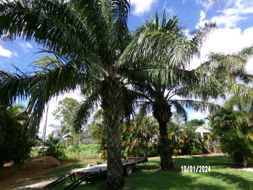 elaeis-guineensis-african-oil-palm