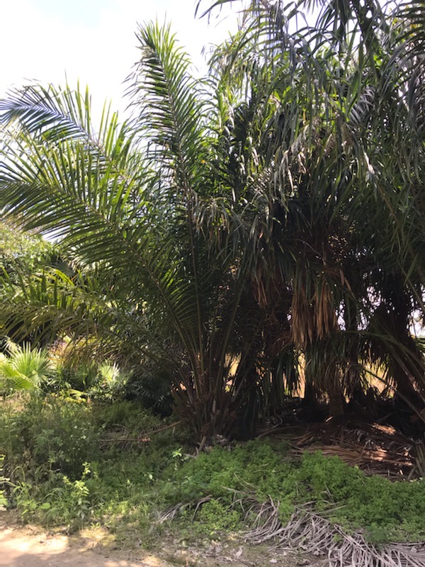 elaeis-guineensis-african-oil-palm