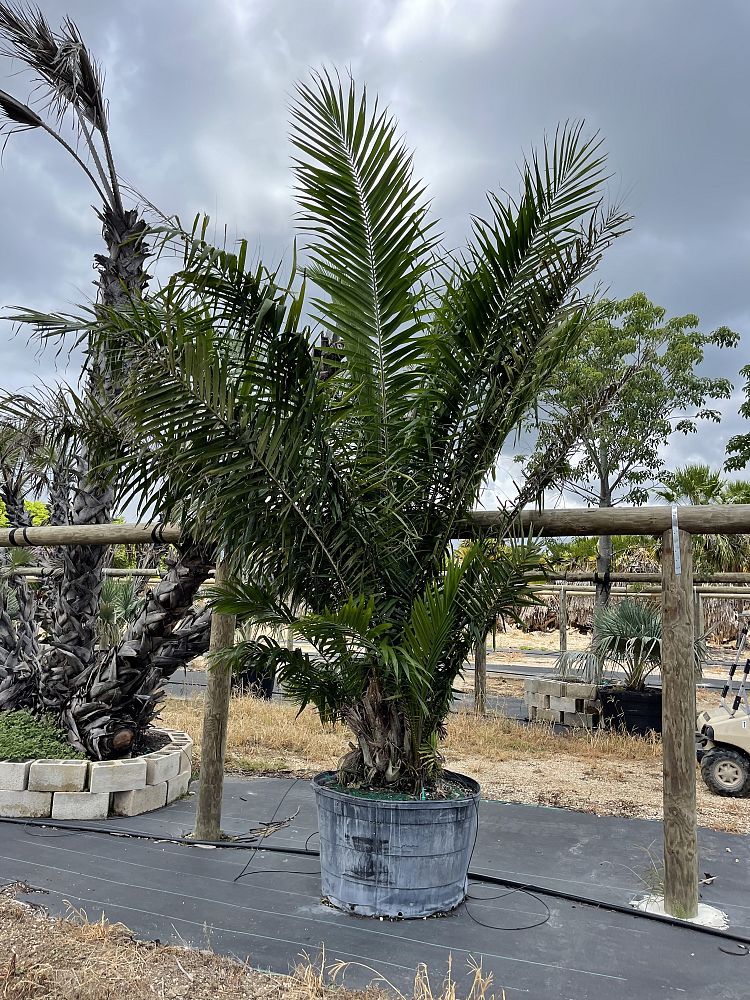 elaeis-guineensis-african-oil-palm