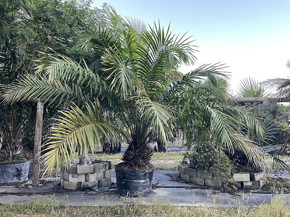 elaeis-guineensis-african-oil-palm