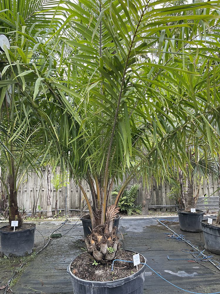 elaeis-guineensis-african-oil-palm
