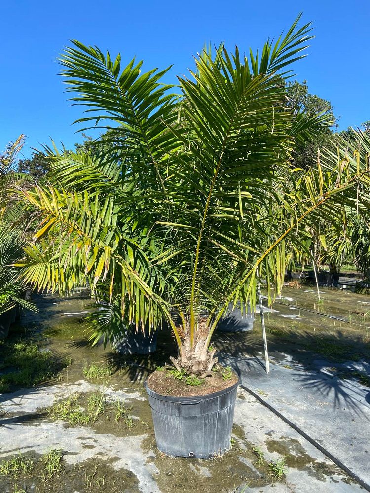 elaeis-guineensis-african-oil-palm