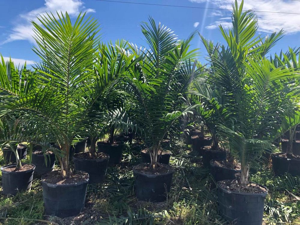 elaeis-guineensis-african-oil-palm