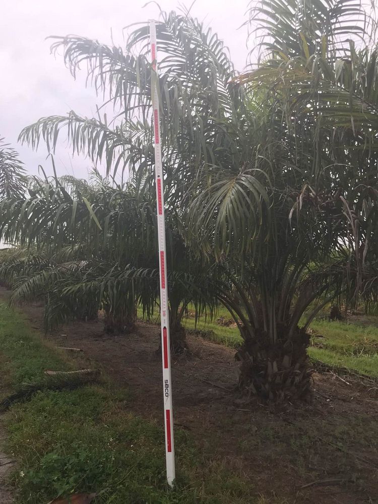 elaeis-guineensis-african-oil-palm