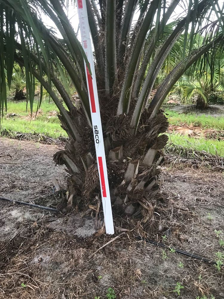 elaeis-guineensis-african-oil-palm
