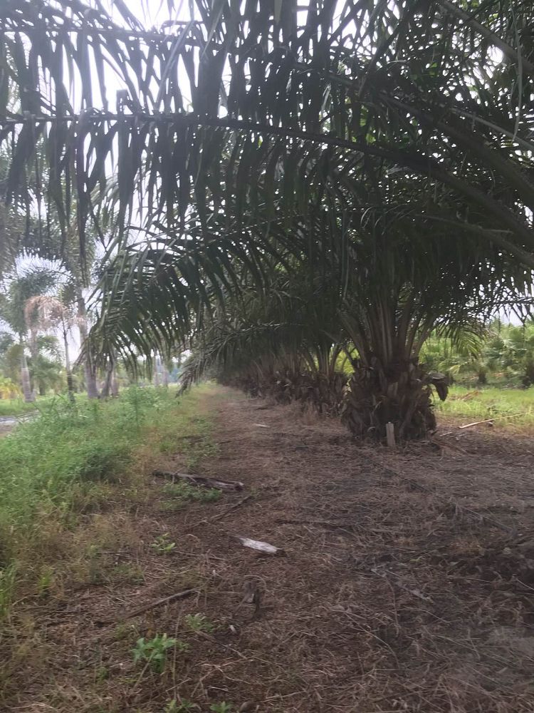 elaeis-guineensis-african-oil-palm
