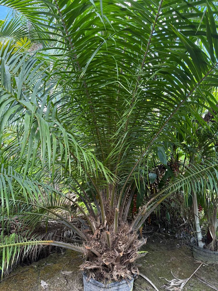 elaeis-guineensis-african-oil-palm