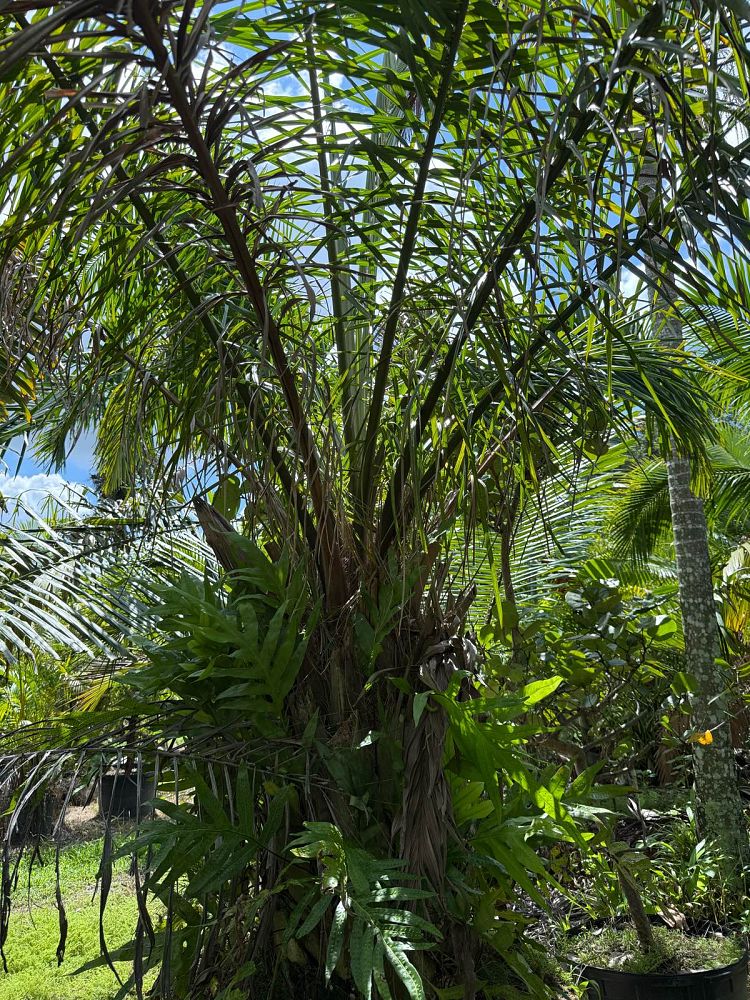 elaeis-guineensis-african-oil-palm