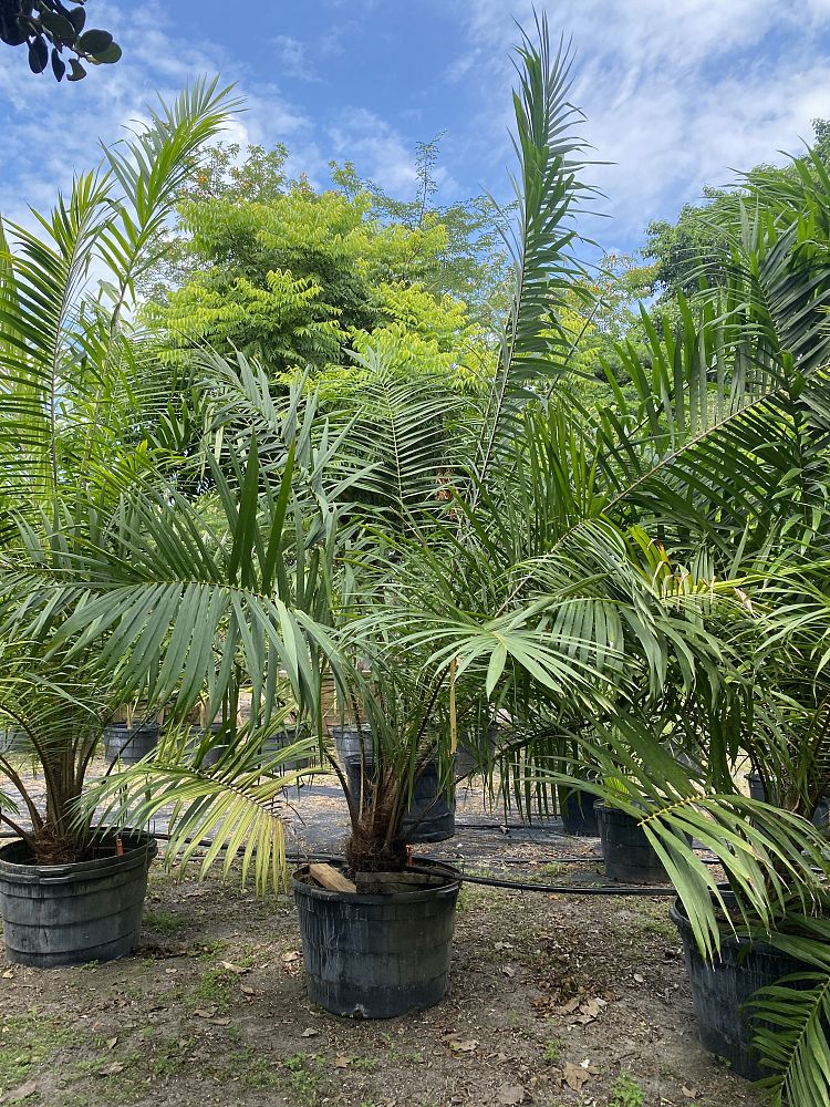elaeis-guineensis-african-oil-palm