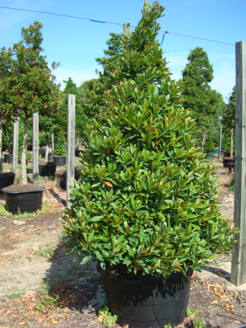 elaeocarpus-decipiens-japanese-blueberry