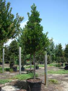 elaeocarpus-decipiens-japanese-blueberry