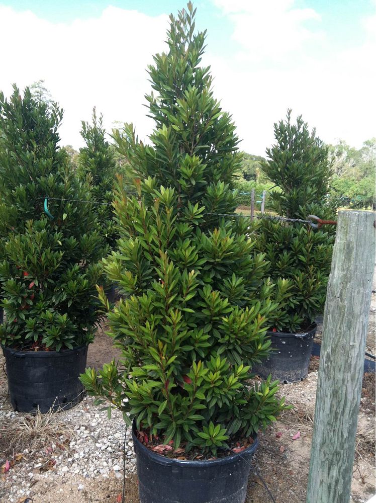 elaeocarpus-decipiens-japanese-blueberry