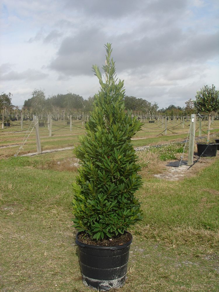 elaeocarpus-decipiens-japanese-blueberry