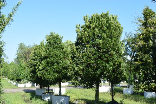 elaeocarpus-decipiens-japanese-blueberry