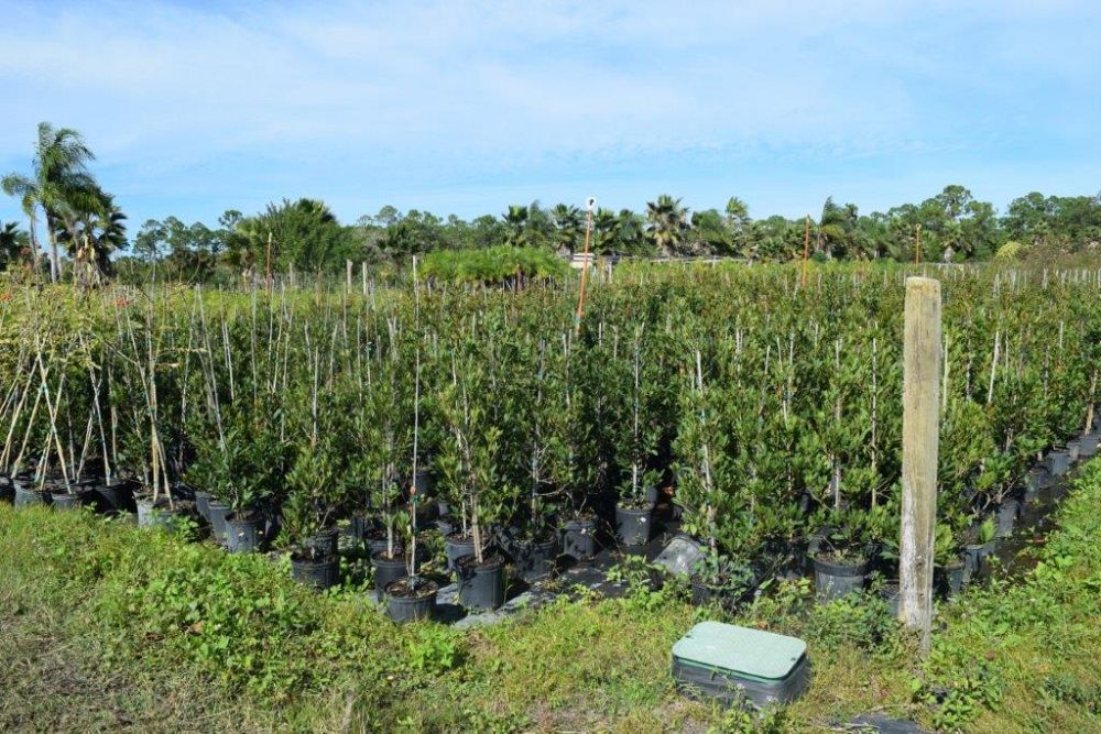 elaeocarpus-decipiens-japanese-blueberry