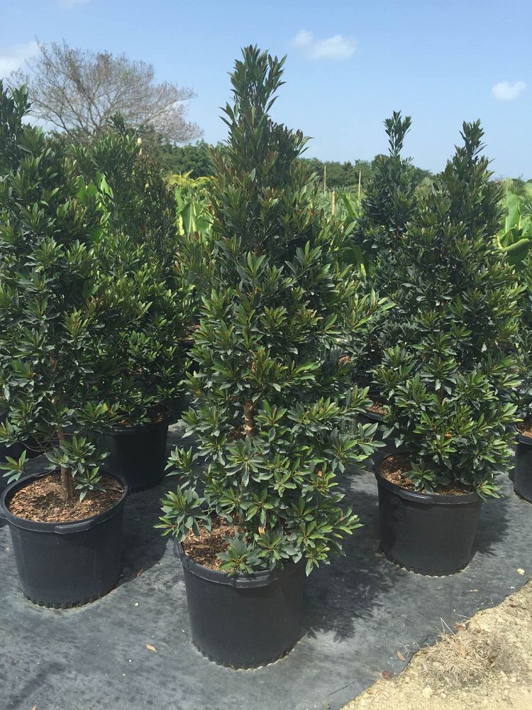 elaeocarpus-decipiens-japanese-blueberry