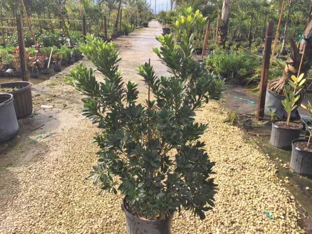 elaeocarpus-decipiens-japanese-blueberry