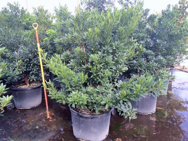 elaeocarpus-decipiens-japanese-blueberry
