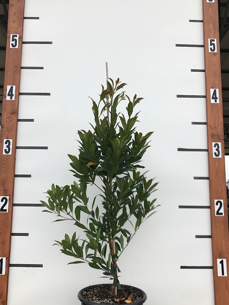 elaeocarpus-decipiens-japanese-blueberry