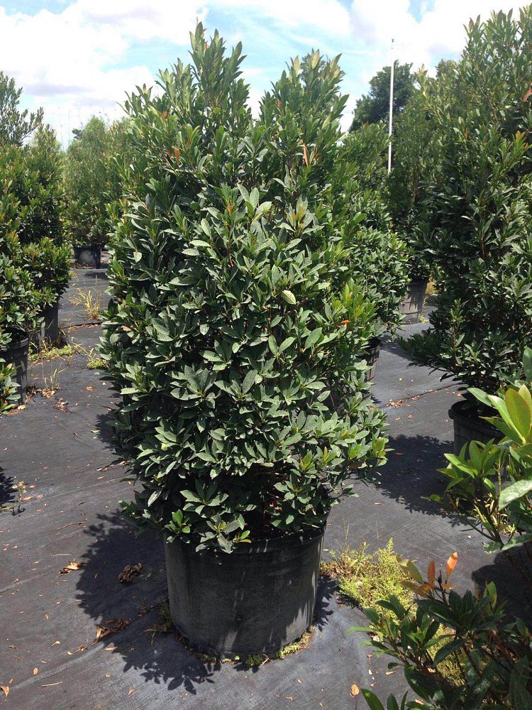 elaeocarpus-decipiens-japanese-blueberry