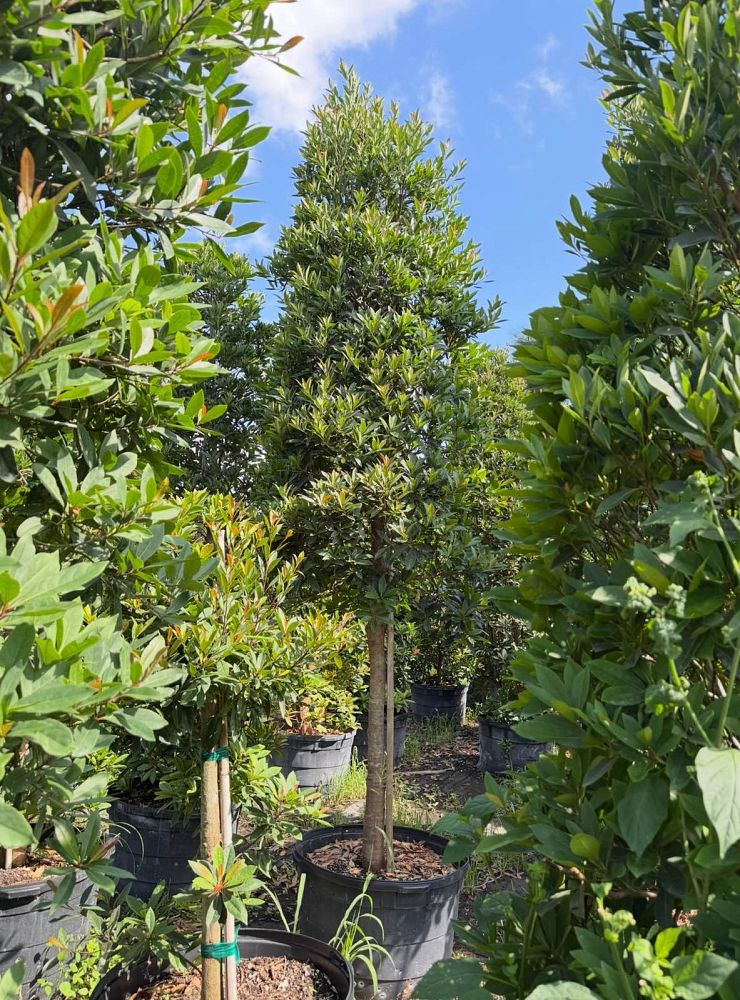 elaeocarpus-decipiens-japanese-blueberry