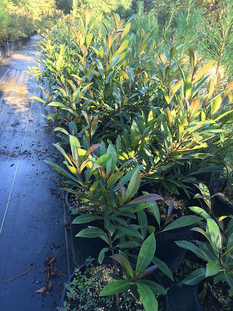 elaeocarpus-decipiens-japanese-blueberry