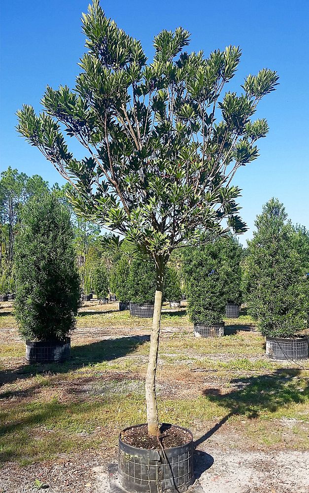 elaeocarpus-decipiens-japanese-blueberry