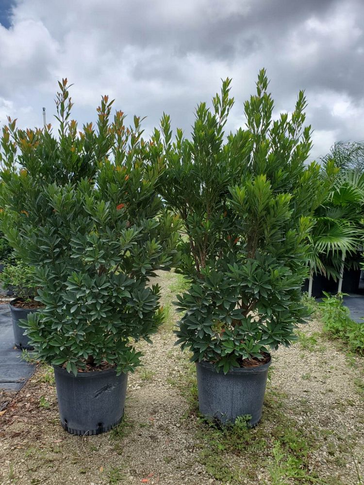elaeocarpus-decipiens-japanese-blueberry