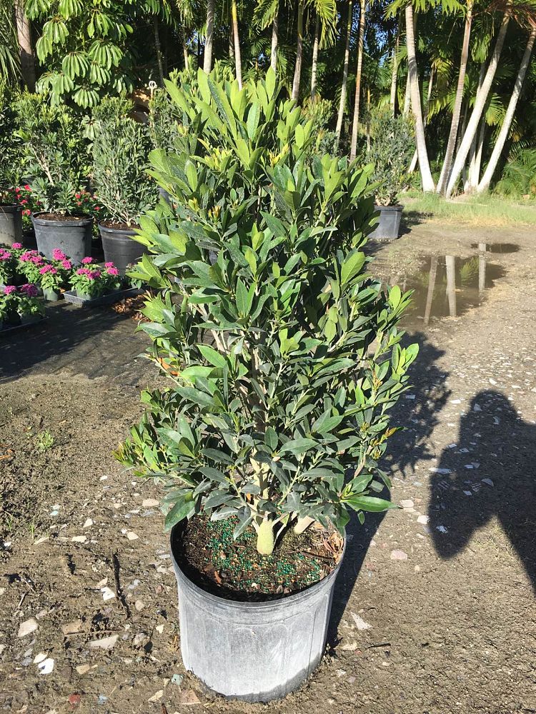 elaeocarpus-decipiens-japanese-blueberry