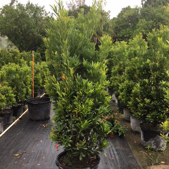 elaeocarpus-decipiens-japanese-blueberry