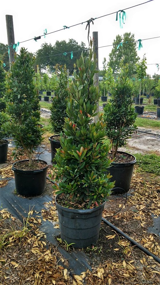 elaeocarpus-decipiens-japanese-blueberry