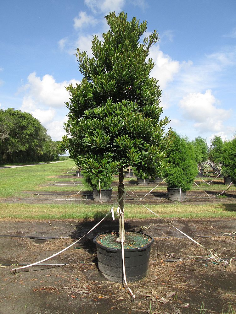 elaeocarpus-decipiens-japanese-blueberry