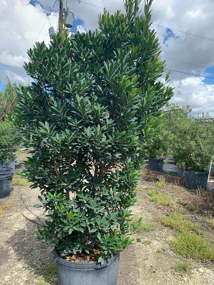 elaeocarpus-decipiens-japanese-blueberry