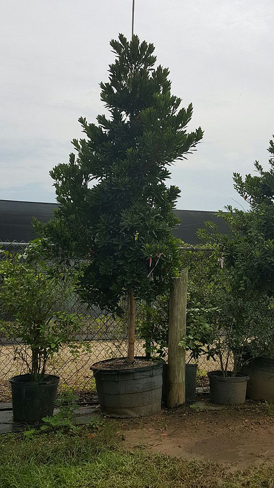 elaeocarpus-decipiens-japanese-blueberry